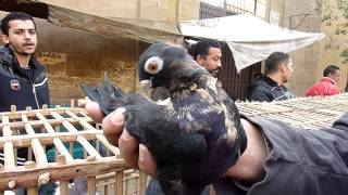 Egyptian pigeon market  Cairo [upl. by Tennek]