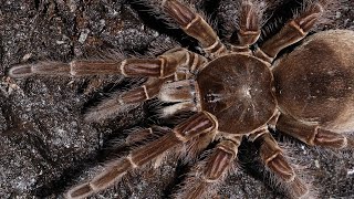 Vogelspinne  Das Wunder Der Natur  Dokumentation [upl. by Artimed]