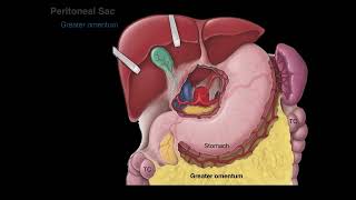 Peritoneum tutorial [upl. by Ariak124]