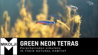 Neon tetras Paracheirodon simulans in their natural habitat [upl. by Chauncey102]