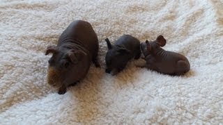 Hairless Guinea Pig amp Cute Babies [upl. by Sisson]