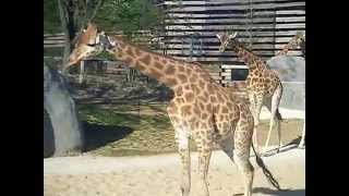 Giraffa camelopardalis  Linnaeus 1758  La girafe  Parc Zoologique de Paris  14042014 [upl. by Westlund907]