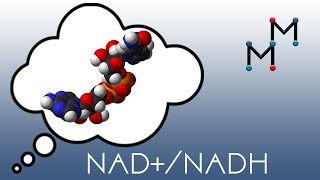 NADNADH Mechanism amp Coenzyme Chemistry [upl. by Rovert121]