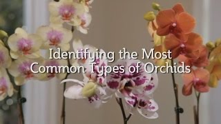 Identifying the Most Common Types of Orchids [upl. by Aneeres]