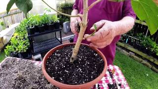 Repotting Hibiscus [upl. by Finbar733]