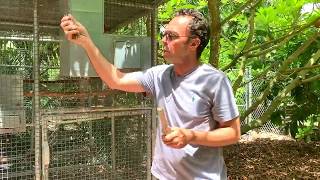 Secret To Breed Parrots  Expert Advice breeding birds [upl. by Ahsaele]