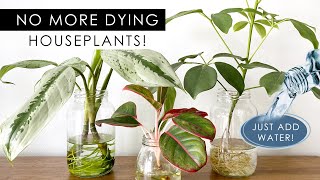 8 INDOOR PLANTS THAT CAN GROW IN WATER NO SOIL NEEDED [upl. by Fitzsimmons]