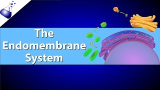 The Endomembrane System [upl. by Yeldarb428]