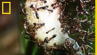 Les invincibles fourmis légionnaires du Rwanda [upl. by Akiemaj]