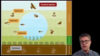 Ecosystem Ecology [upl. by Bernardina]