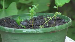 How to Propagate Thyme From Cuttings AND Grow it By Layering [upl. by Chaudoin467]