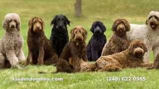 Labradoodle Dog Breeder  Northwest Ohio Dog Ranch [upl. by Gudrin]