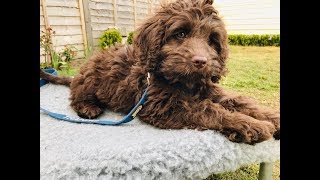 Rolo  10 Week Old Australian Labradoodle  6 Weeks Training amp Socialisation [upl. by Ladnek]