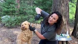 How to Groom Your Labradoodle  Tutorial [upl. by Keraj]