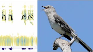 Mockingbird Song Decoded [upl. by Konstantin]