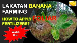 How to Apply Foliar Fertilizers to Bananas  Lakatan Banana Farming [upl. by Nnairak]