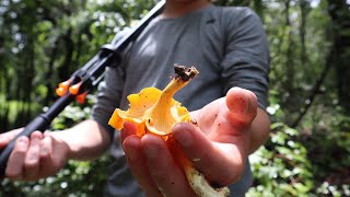 Foraging Chanterelle Mushrooms in Florida [upl. by Shem]