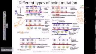 Genetic mutation DNA mutation point mutation [upl. by Gnik217]