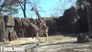 Philadelphia Zoo Giraffes Trying to Make a Baby slow motion video [upl. by Offen]