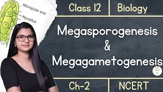 Class 12  Megasporogenesis amp Megagametogenesis  NCERT [upl. by Kennan605]