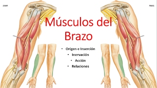 Anatomía  Músculos del Brazo Origen Inserción Inervación Acción Relaciones [upl. by Lleinad]