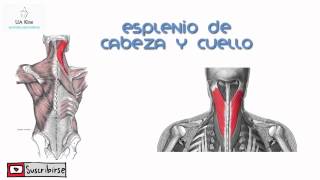 Musculos Esplenios [upl. by Hamforrd]