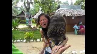 The Palawan Bearcat Binturong [upl. by Ellinet]