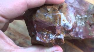 Everything About Petrified Wood [upl. by Deeraf]