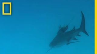 Bull Sharks  National Geographic [upl. by Nosbig]