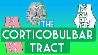 Corticobulbar tract  Soton Brain Hub [upl. by Anairotciv160]