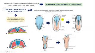 EMBRIOLOGIA NEURULACION CIERRE NEUROPORO [upl. by Allenad]