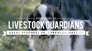 LIVESTOCK GUARDIANS GREAT PYRENEES AND PYRENEAN MASTIFFS [upl. by Atnuahsal359]