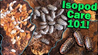 How to Care for Isopods [upl. by Brenden]