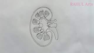 How to Draw Kidney  Human Excretory System Kidney Shorts [upl. by Ikim2]