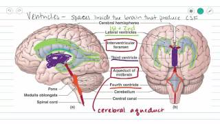 Ventricles of the Brain and CSF [upl. by Pheni]