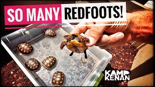 Beginners guide to REDFOOT Tortoises [upl. by Glyn]