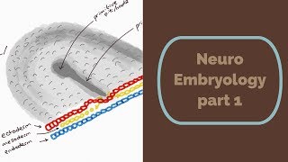 Neuro Embryology part 1 [upl. by Anitreb]