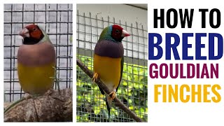 How to Breed Gouldian Finches [upl. by Moishe]