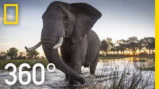 Elephant Encounter in 360  Ep 2  The Okavango Experience [upl. by Atiuqrahc]