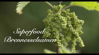 Superfood Brennnesselsamen Viriditas Heilpflanzenvideo [upl. by Lahsram159]