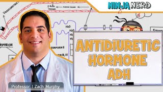 Endocrinology  Antidiuretic Hormone ADH [upl. by Akcir620]