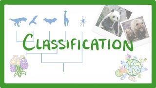 GCSE Biology  Classification 80 [upl. by Llerrah]