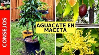 TOP 6 CUIDADOS AGUACATE EN MACETA  PALTA en maceta [upl. by Ymmas]