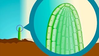 Plant hormones  Wellcome [upl. by Stargell]