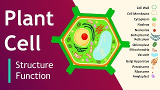 Plant cell Structure and Function  Plant Cell Model  Basic Science Series [upl. by Arvo]