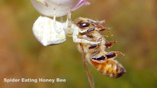 What Do Spiders Eat Spiders Food [upl. by Zoara970]