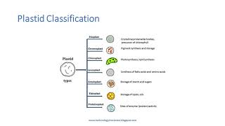 Plastids  Introduction Types and Functions [upl. by Ardnasirk]