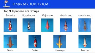 Top 9 Groups of Japanese Koi Varieties [upl. by Aytak19]