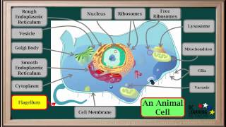 WCLN  Cell Organelles  Biology [upl. by Onateyac]