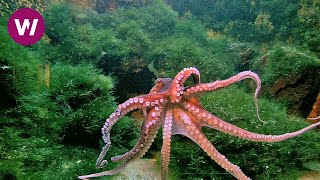 Octopus with New Age Music ► 2 HOURS ◄ HD 1080p [upl. by Noirod]